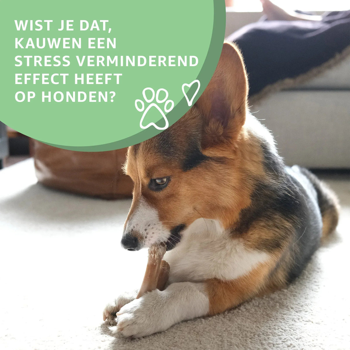 Paardenhuid-2