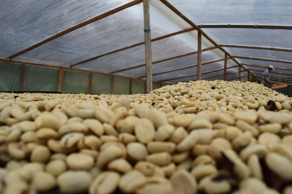 Colombia - Valle del Cauca - Descafeinado - Lavado-4