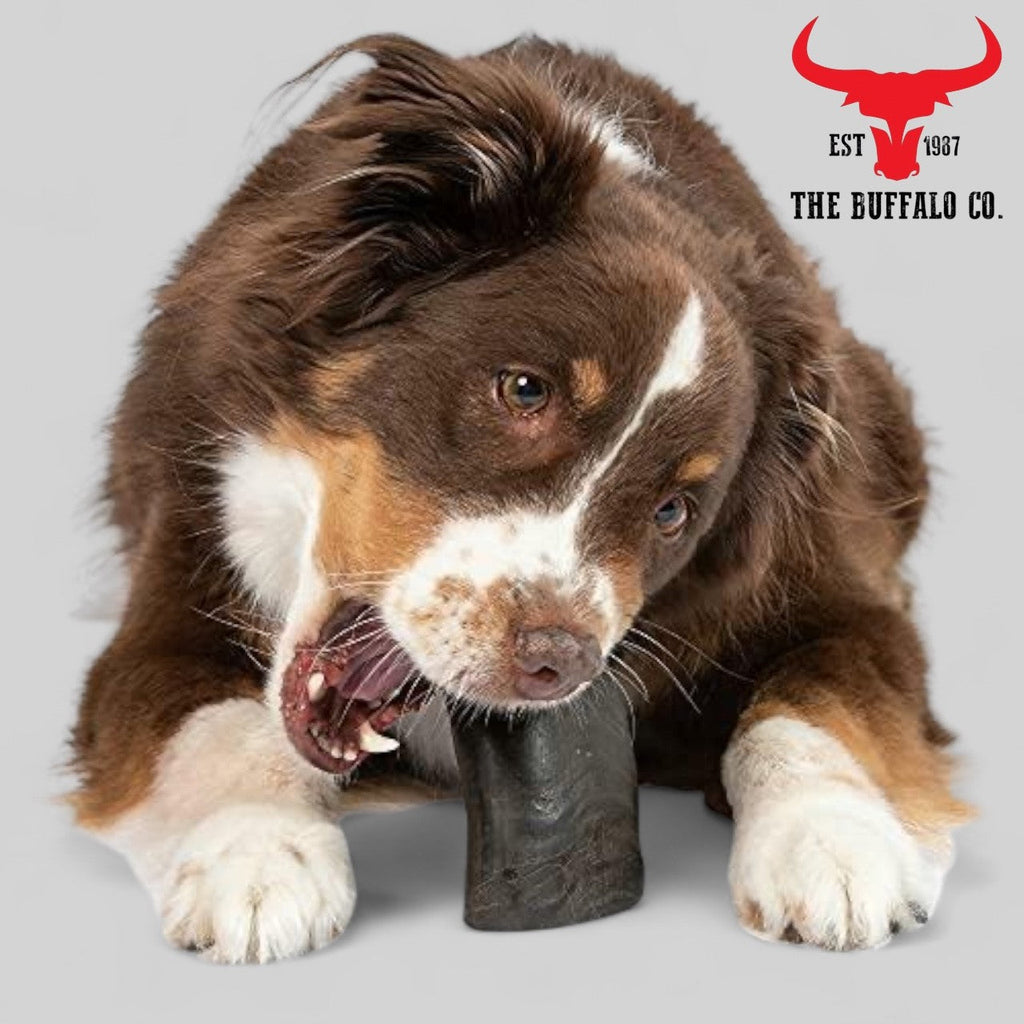 Buffalo Horn-Large (6-8 inch)-Dog Treats-1
