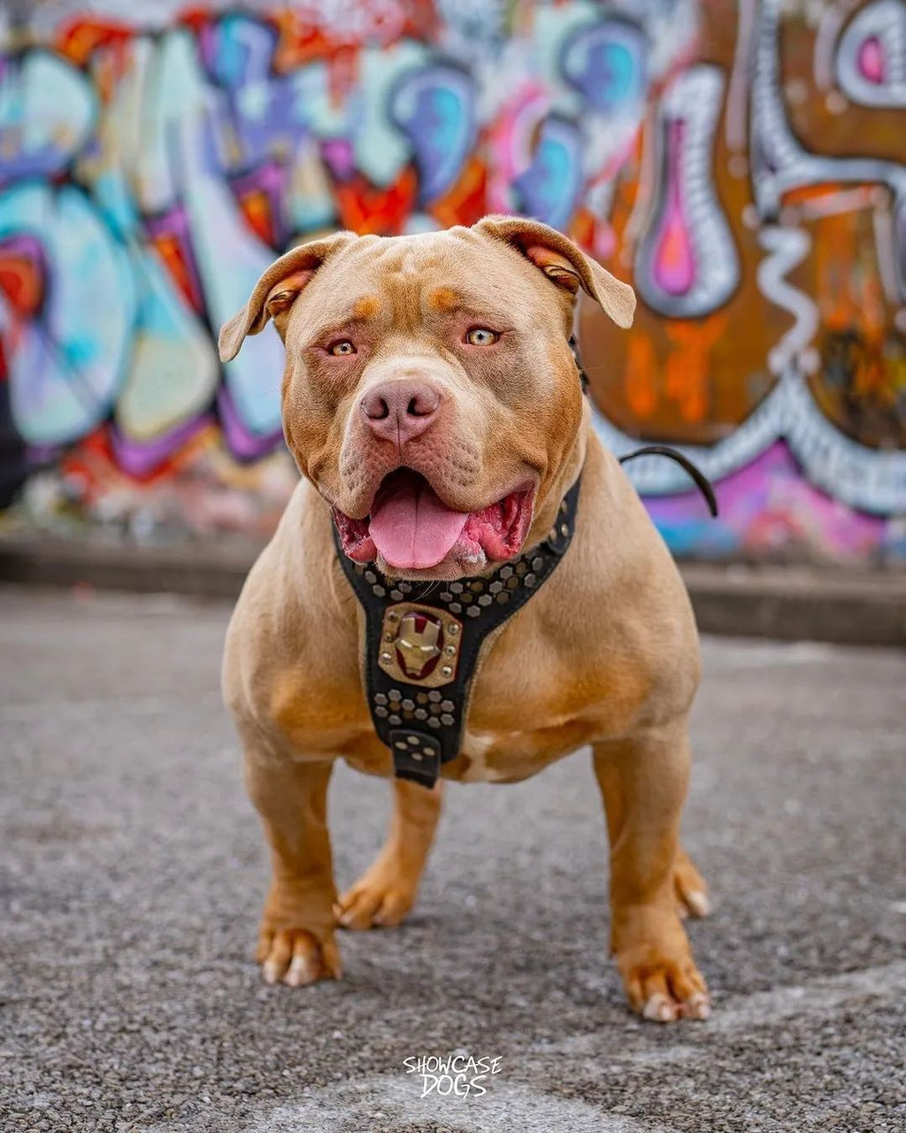 Irondog Harness-1