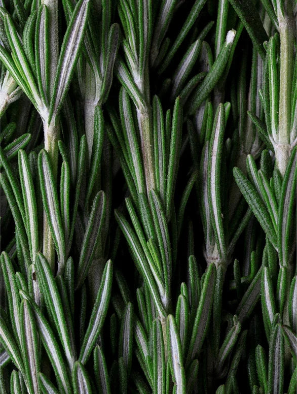 Rosemary Hair & Scalp Strengthening Oil