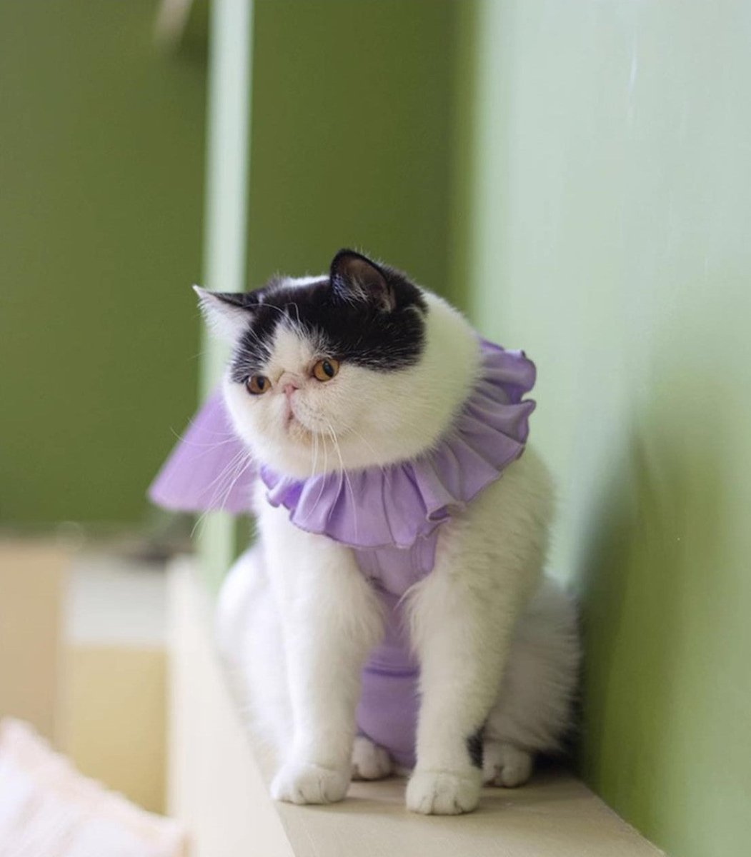 Breathable Cat Recovery Suit with Ruffle Collar-4