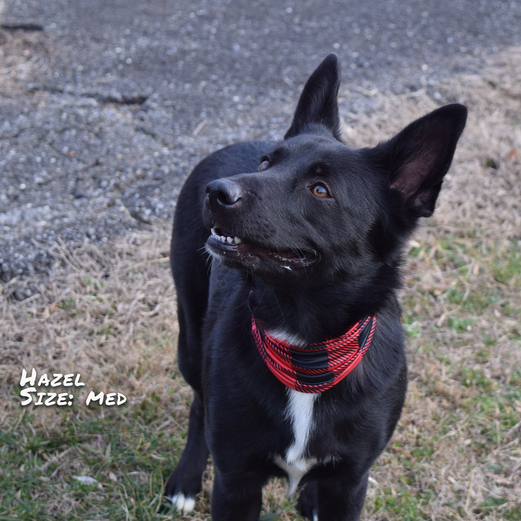 Buffalo Plaid Pup Scruff-4