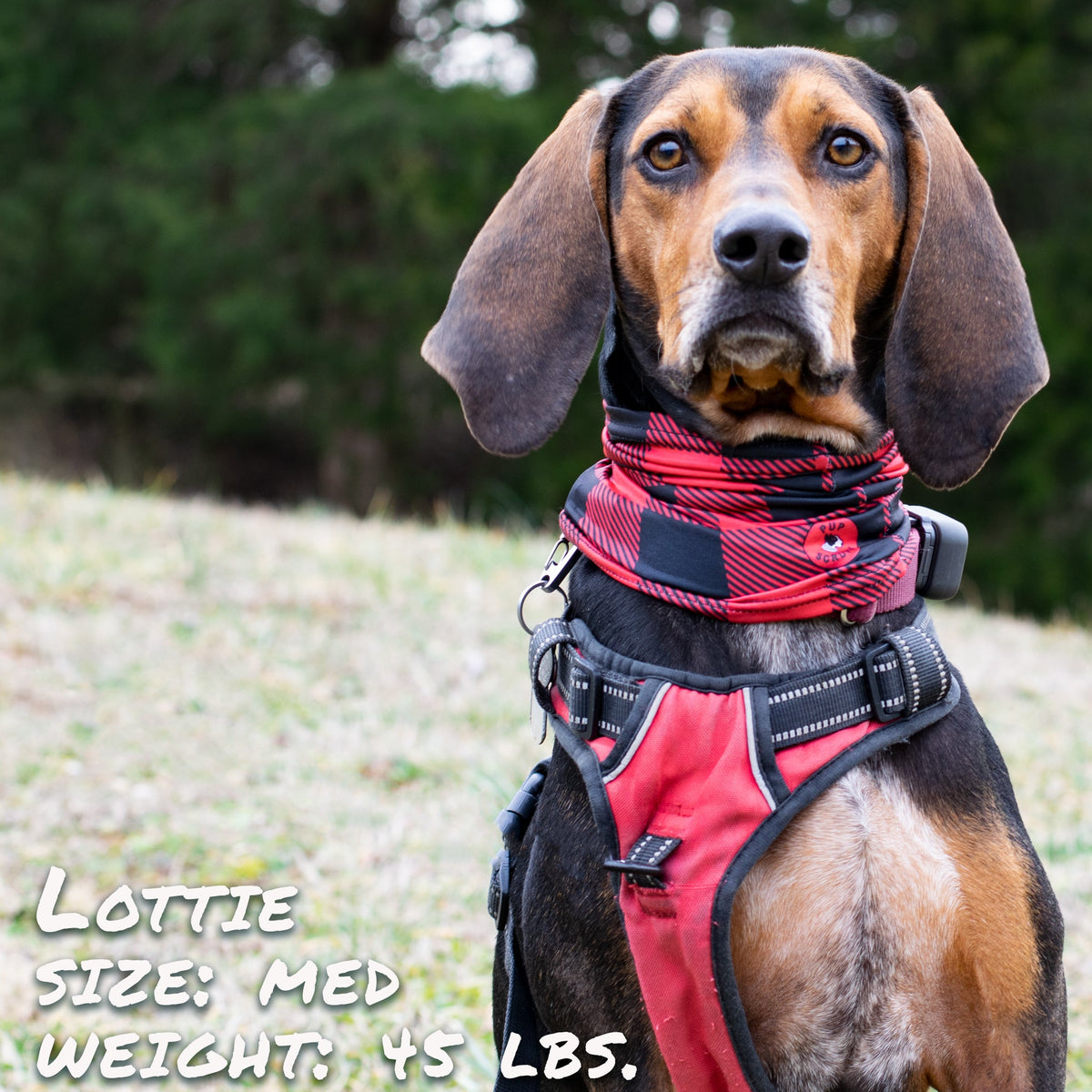 Buffalo Plaid Pup Scruff-2