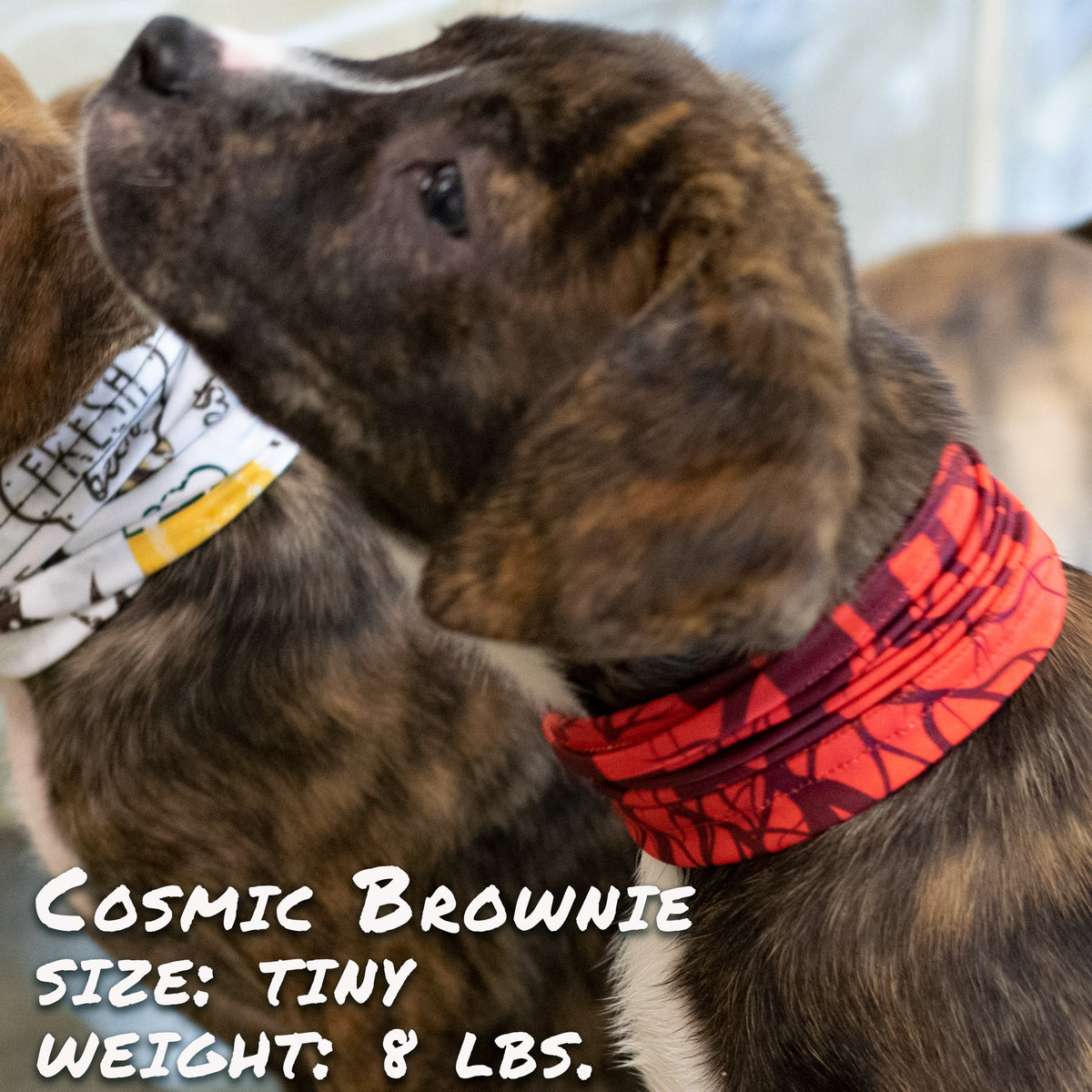 Cherry Bomb Pup Scruff-3