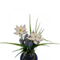 Lion's foot flower-0