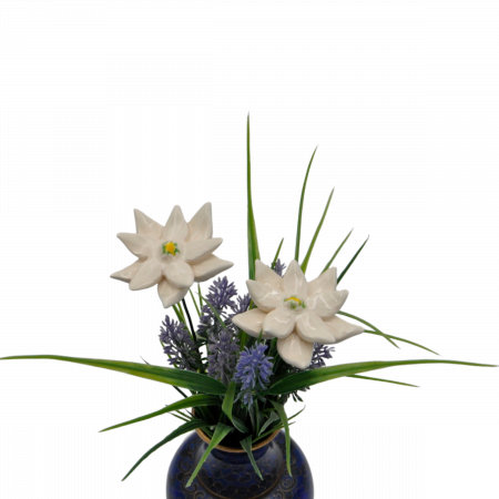 Lion's foot flower-0