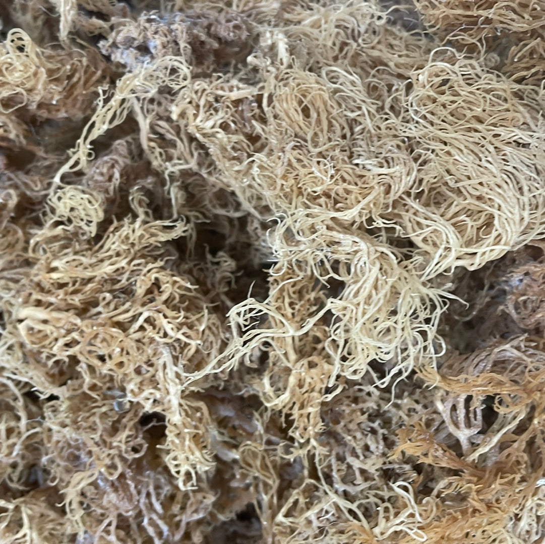 B-Grade Gold Sea Moss | 10 lb Bulk Case-0