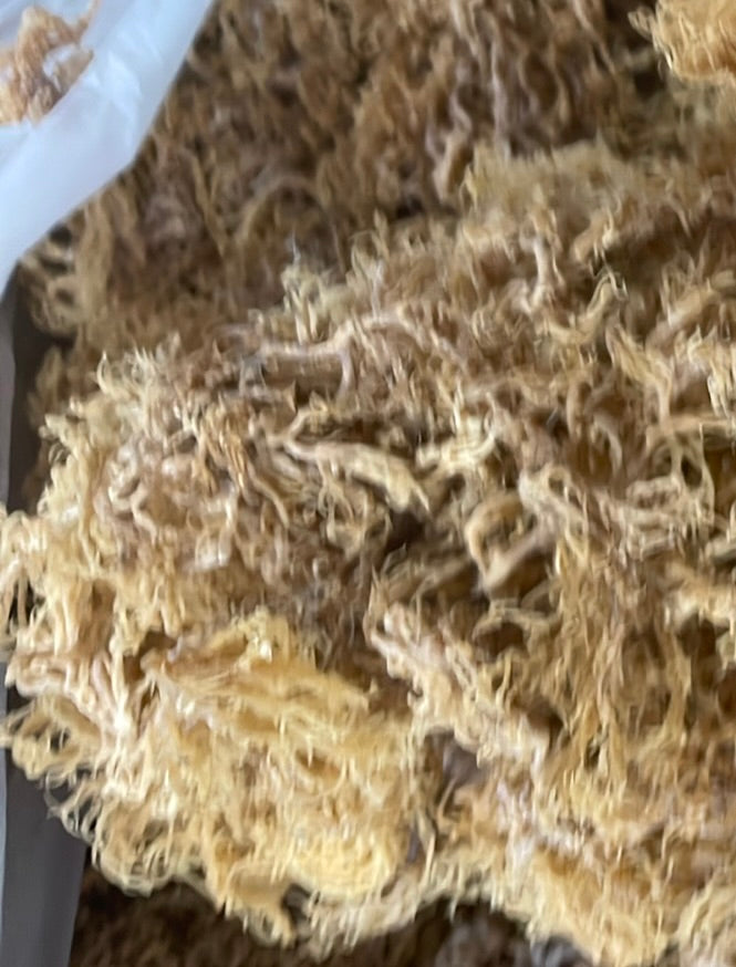B-Grade Gold Sea Moss | 10 lb Bulk Case-1
