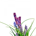 Lavander-0