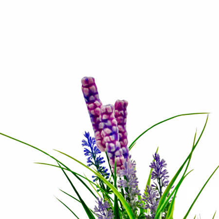 Lavander-0