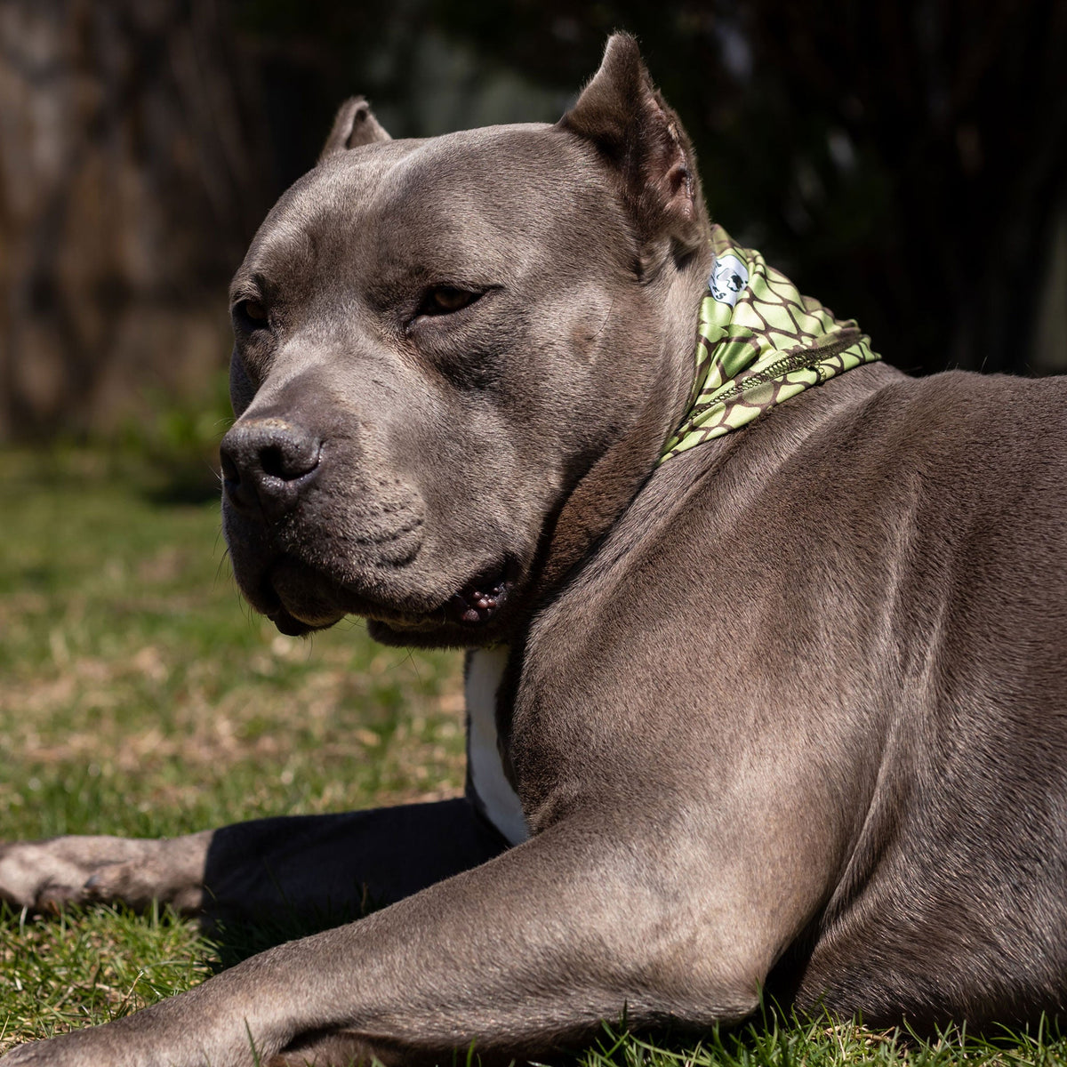 Slither Pup Scruff-3