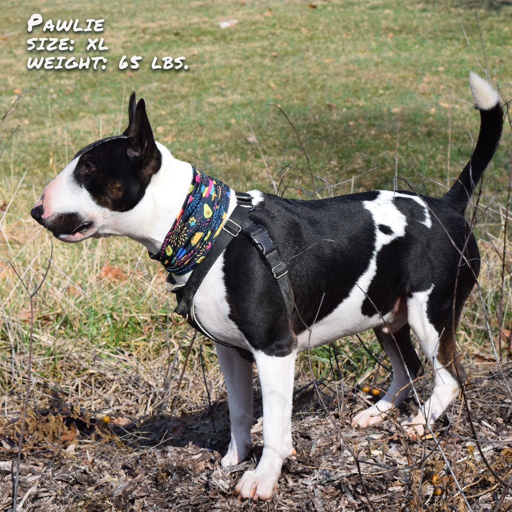 Taco Pawty Pup Scruff-4